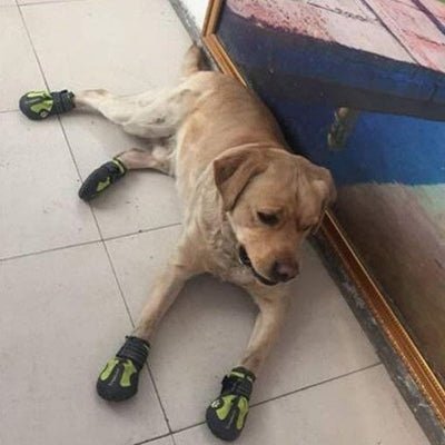 Chaussures pour Chien - PetDogShoes™ - Jaune