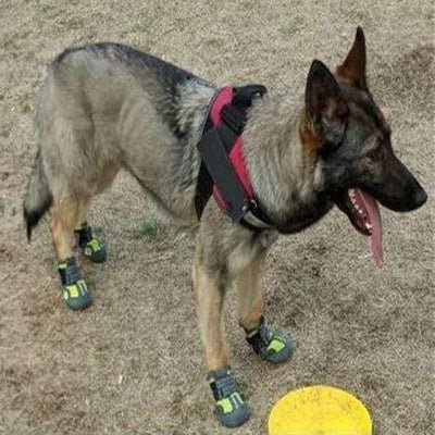 Chaussures pour Chien - PetDogShoes™ - Jaune