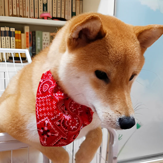 Collier bandanas pour chien - Noir