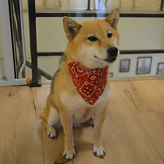 Collier bandanas pour chien - Noir