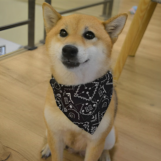 Collier bandanas pour chien - Noir