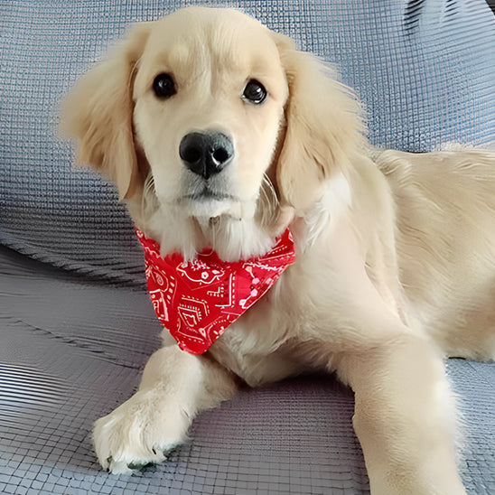 Collier bandanas pour chien - Noir