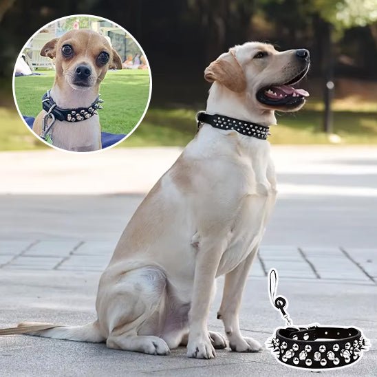 Ensemble laisse et collier clouté pour chien - Noir