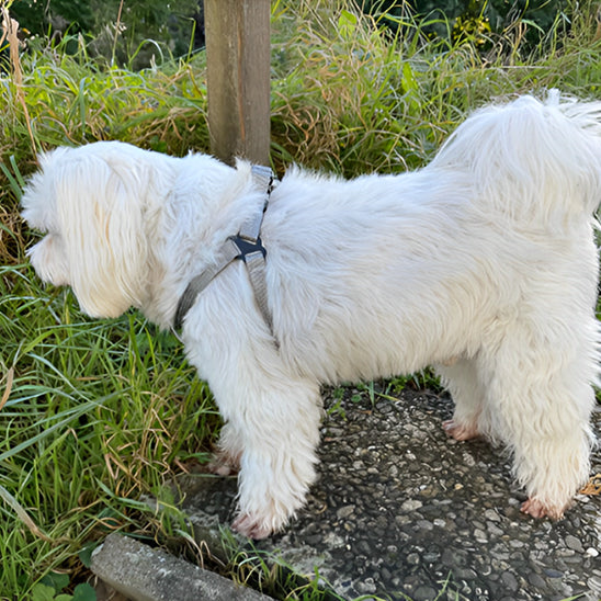 Harnais réglable pour chien - Rose