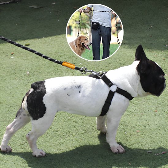 Laisse d'entrainement pour chien - Mauve