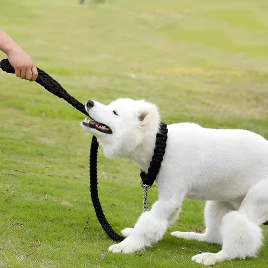 Laisse pour chien en nylon - Bleu noir