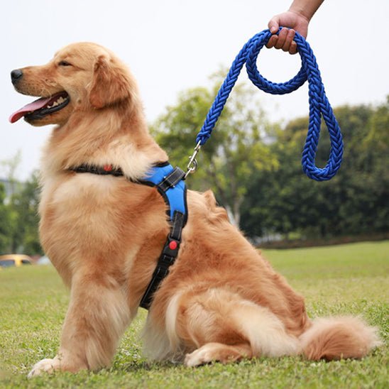 Laisse pour chien en nylon - Bleu noir