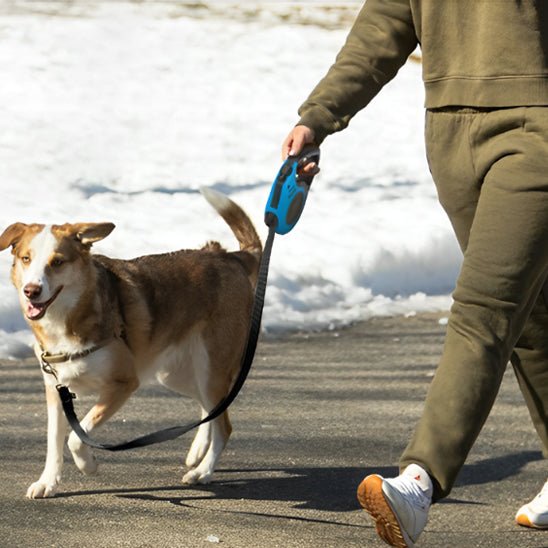 Laisse rétractable pour petit et moyen chien - Blanc et Gris