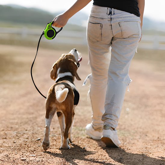 Laisse rétractable pour petit et moyen chien - Bleu et Noir