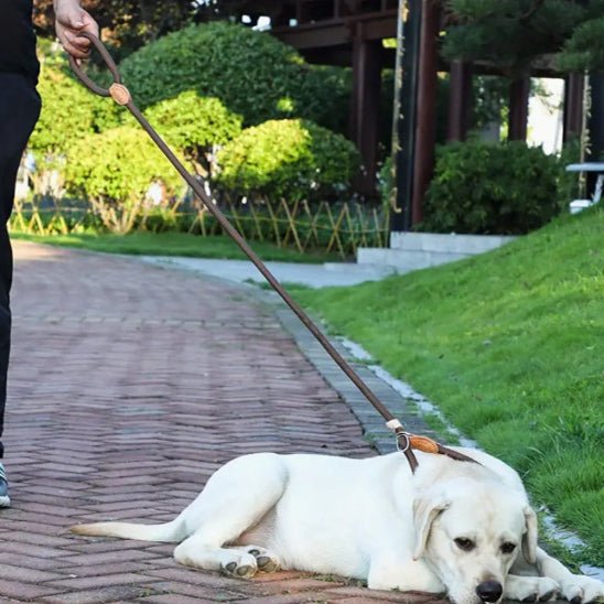 Laisse tressée pour chien - Bleu