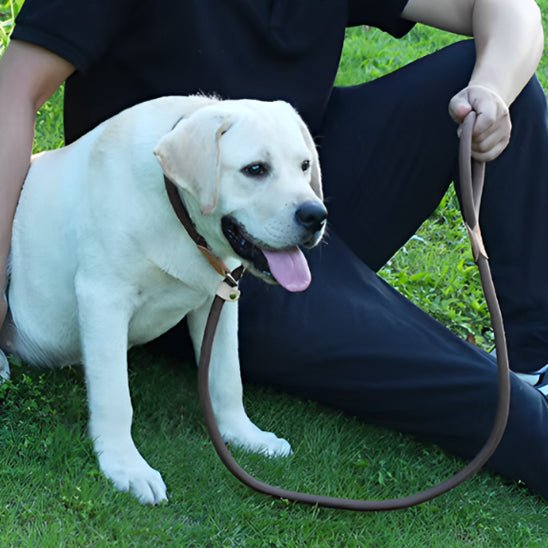 Laisse tressée pour chien - Bleu