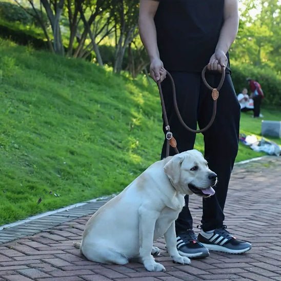 Laisse tressée pour chien - Bleu