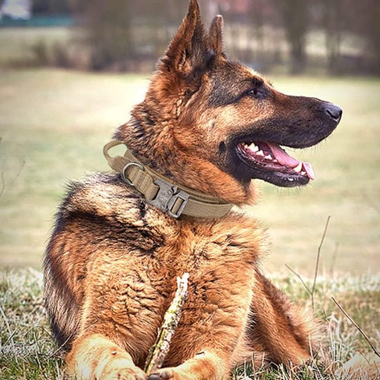 Collier tactique pour chien - Noir