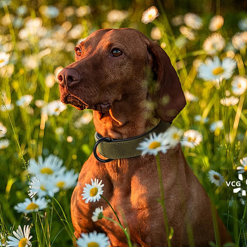 Collier en cuir véritable pour chien - Bleu