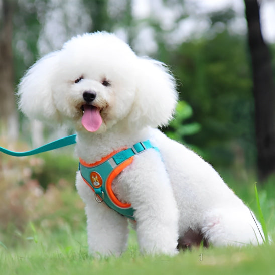 Ensemble harnais et laisse pour chien - Vert