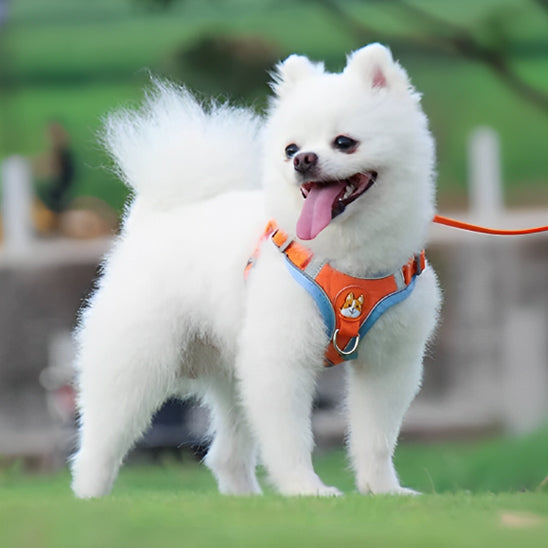 Ensemble harnais et laisse pour chien - Vert