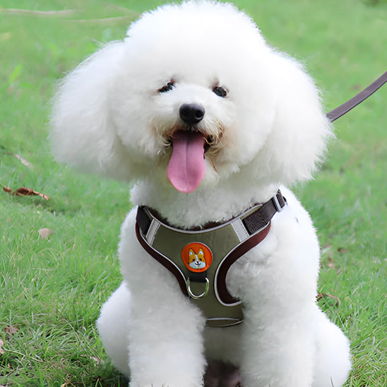 Ensemble harnais et laisse pour chien - Vert