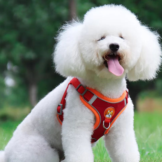 Ensemble harnais et laisse pour chien - Vert