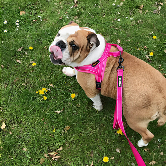 Harnais pour chien rembourrés - Rose