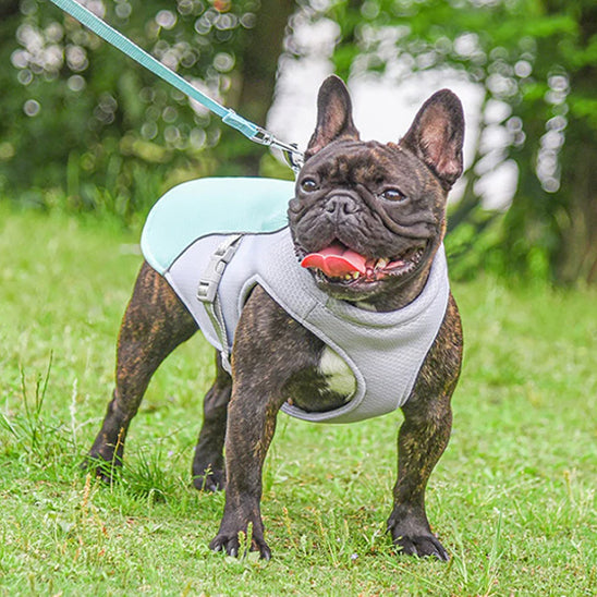 Veste rafraichissante pour chien - Mauve